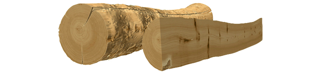 forest_branch_650.jpg